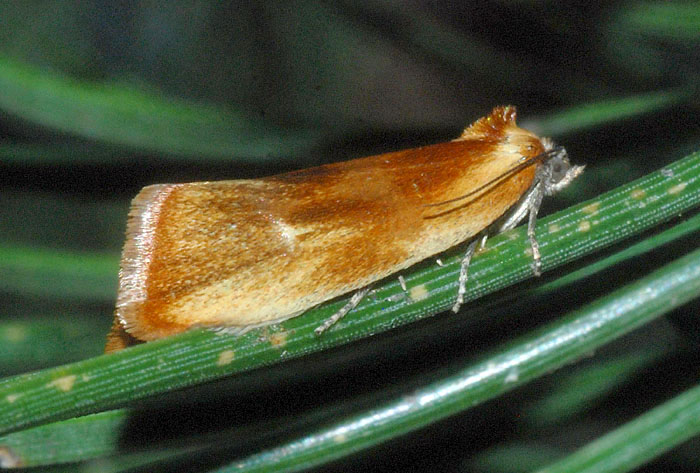 Eulia ministrana